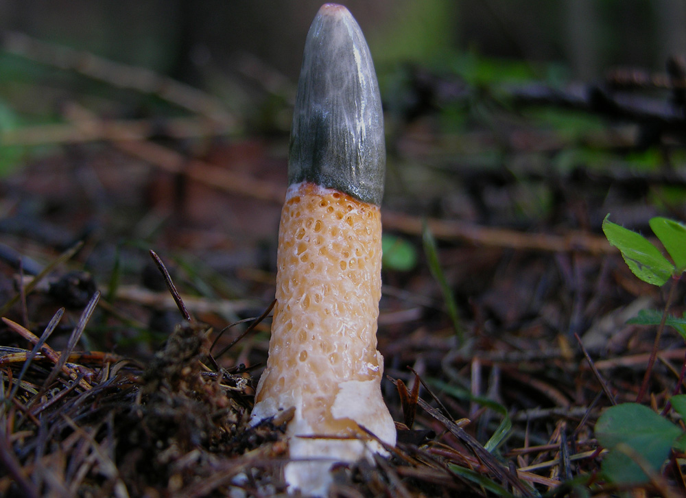 1� ritrovamento di Mutinus caninus